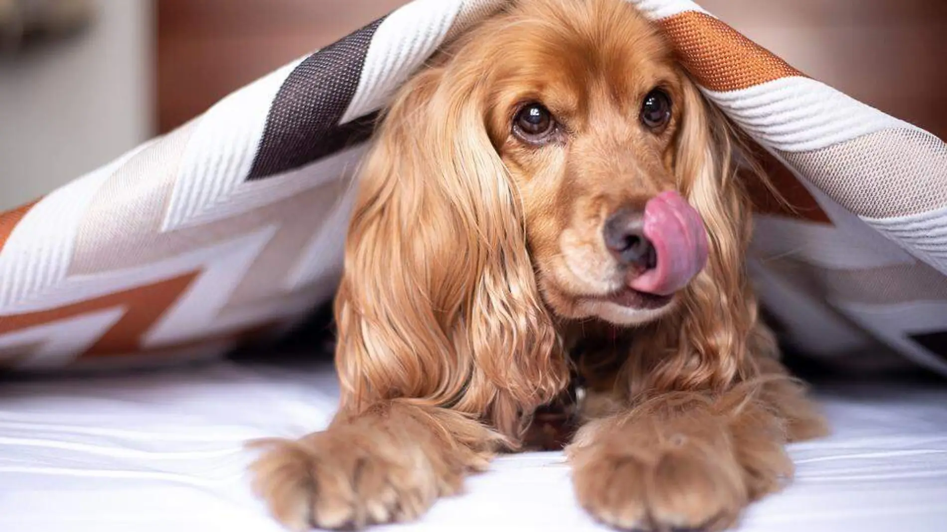 perro cocker spaniel